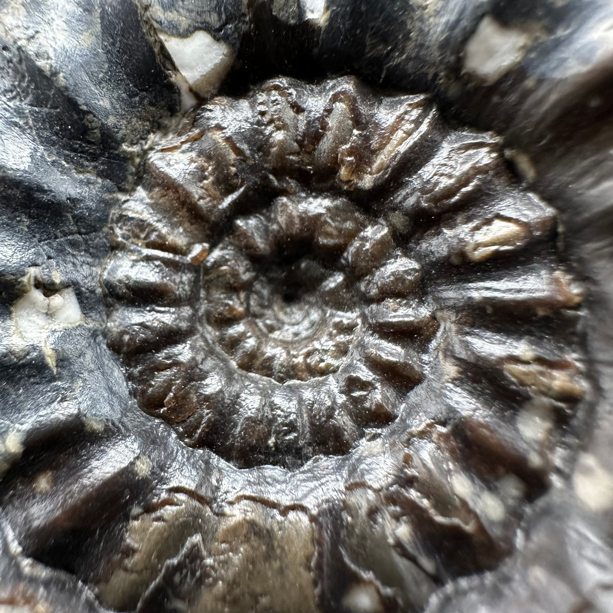 Androgynoceras maculatum ammonite fossil with box and stand - Whitby, North Yorkshire Jurassic Coast Yorkshire Fossils