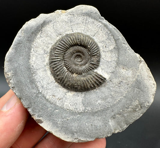 Dactylioceras Ammonite Fossil With Box And Stand - Whitby, North Yorkshire Jurassic Coast Yorkshire Fossils
