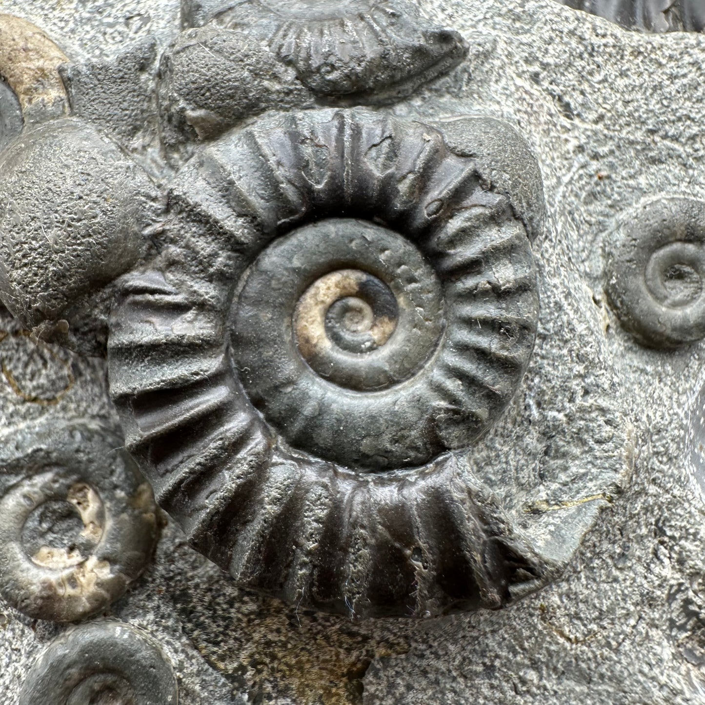 Arnioceras ammonite shell fossil with stand - Whitby, North Yorkshire Jurassic Coast Yorkshire Fossils