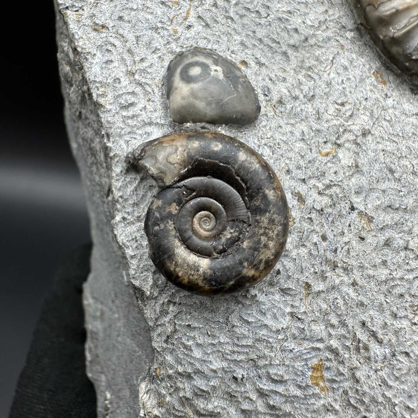 Arnioceras ammonite shell fossil with stand - Whitby, North Yorkshire Jurassic Coast Yorkshire Fossils