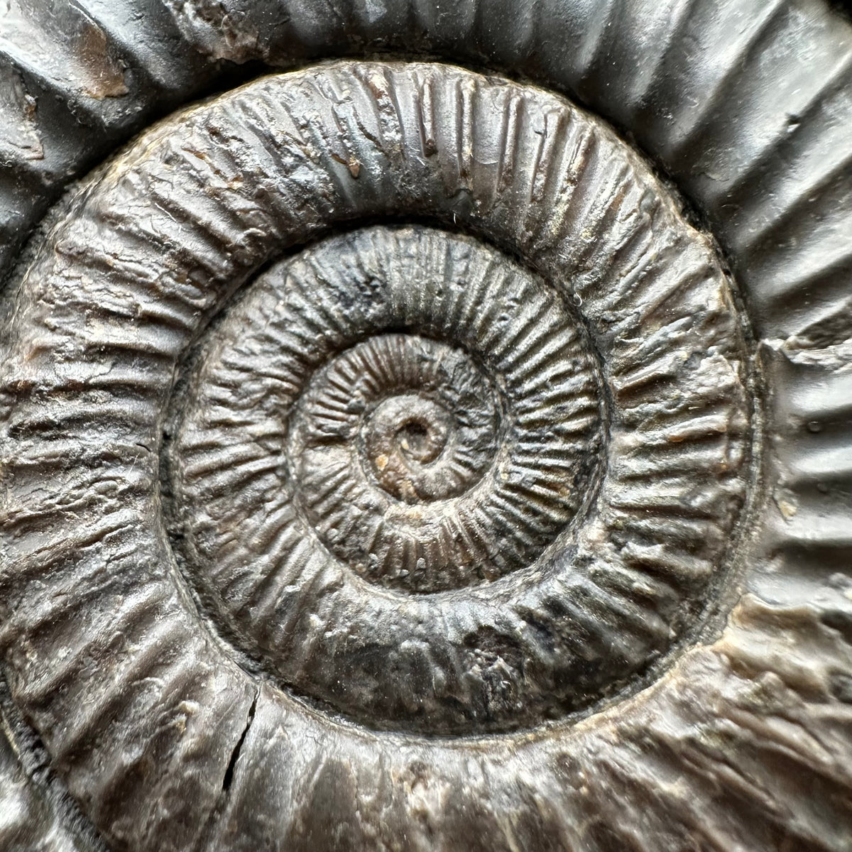 Dactylioceras Ammonite Fossil With Stand - Whitby, North Yorkshire Jurassic Coast Yorkshire Fossils
