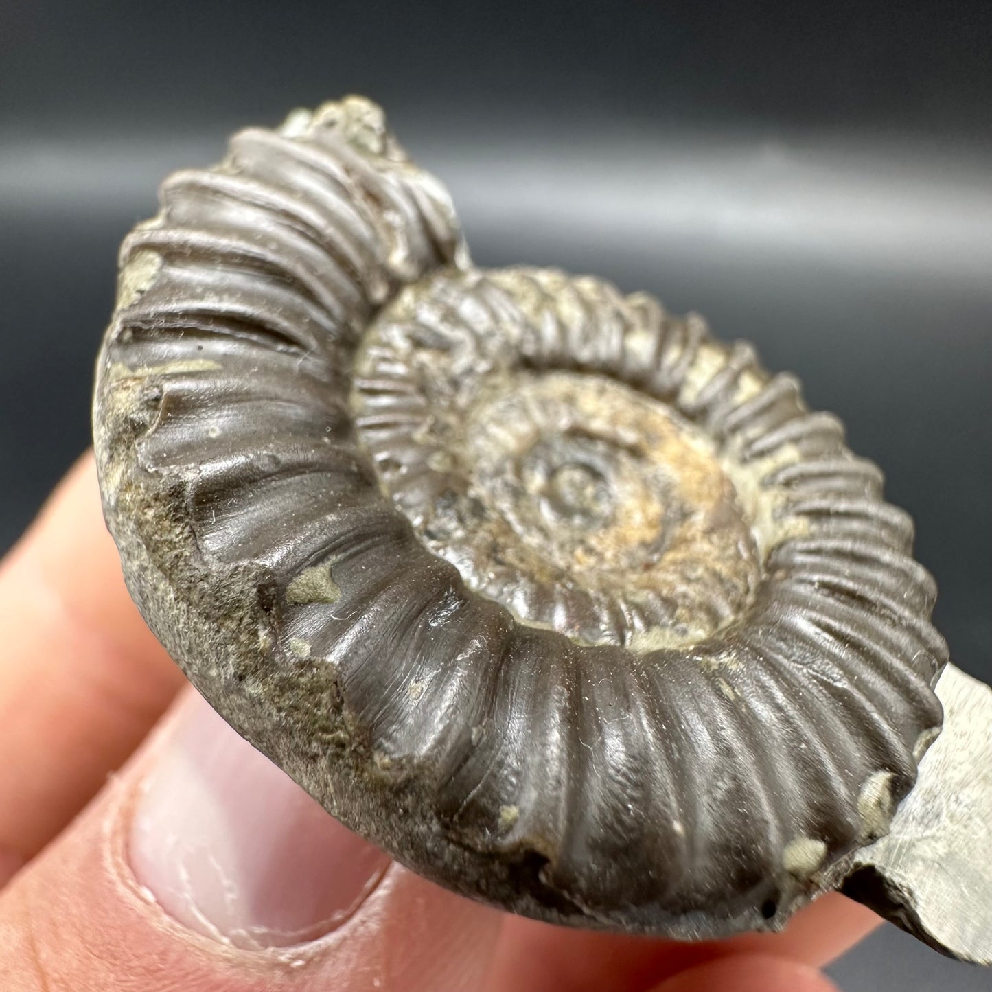 Arnioceras ammonite shell fossil - Whitby, North Yorkshire Jurassic Coast Yorkshire Fossils