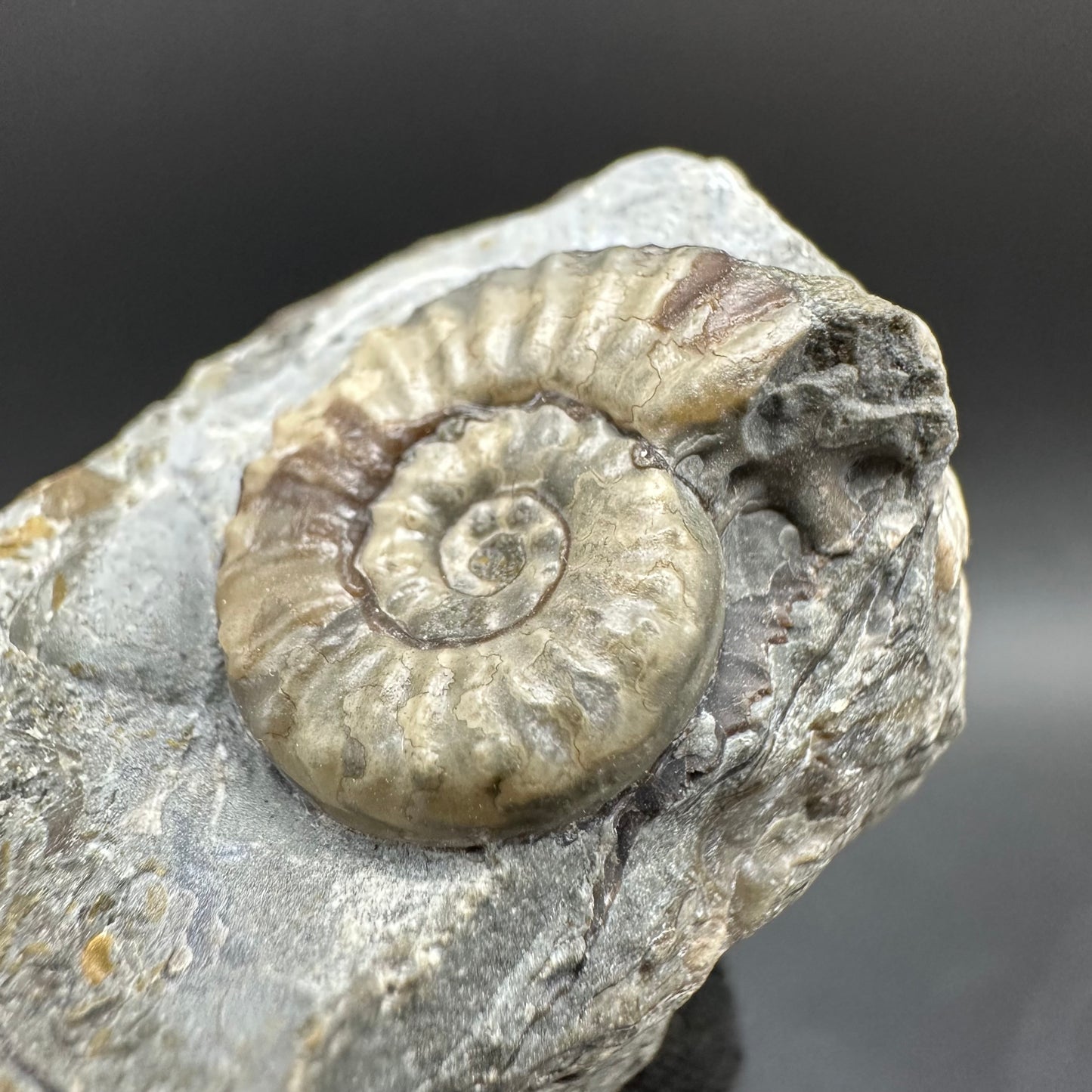 Eugassiceras Ammonite shell fossil with box and stand - Whitby, North Yorkshire Jurassic Coast Yorkshire Fossils