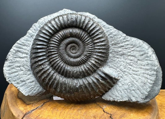 Dactylioceras Ammonite Fossil With box and Stand - Whitby, North Yorkshire Jurassic Coast Yorkshire Fossils