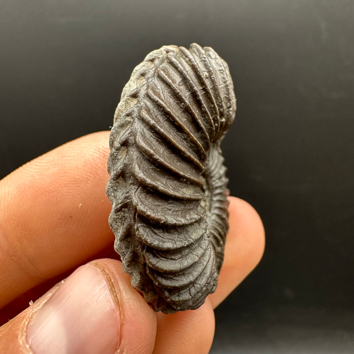 Schlothemia sp. ammonite fossil with box and stand - Whitby, North Yorkshire Jurassic Coast, Yorkshire fossils