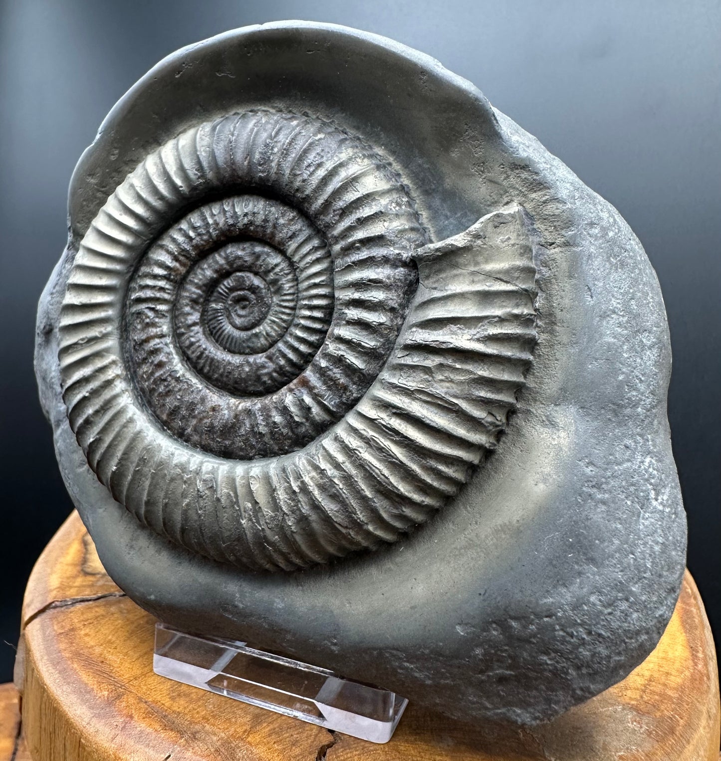 Golden Dactylioceras Ammonite Fossil With box and Stand - Whitby, North Yorkshire Jurassic Coast Yorkshire Fossils
