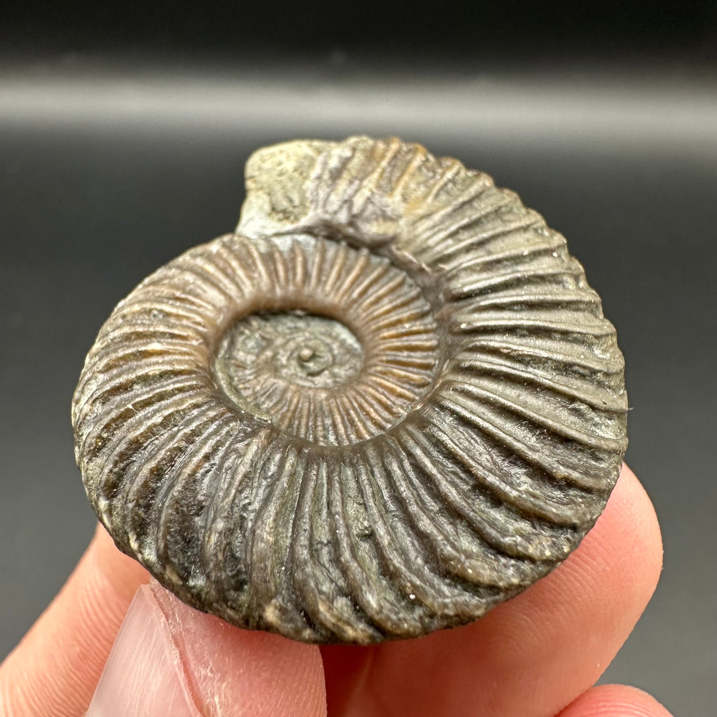 Schlothemia sp. ammonite fossil with tin and stand - Whitby, North Yorkshire Jurassic Coast, Yorkshire fossils