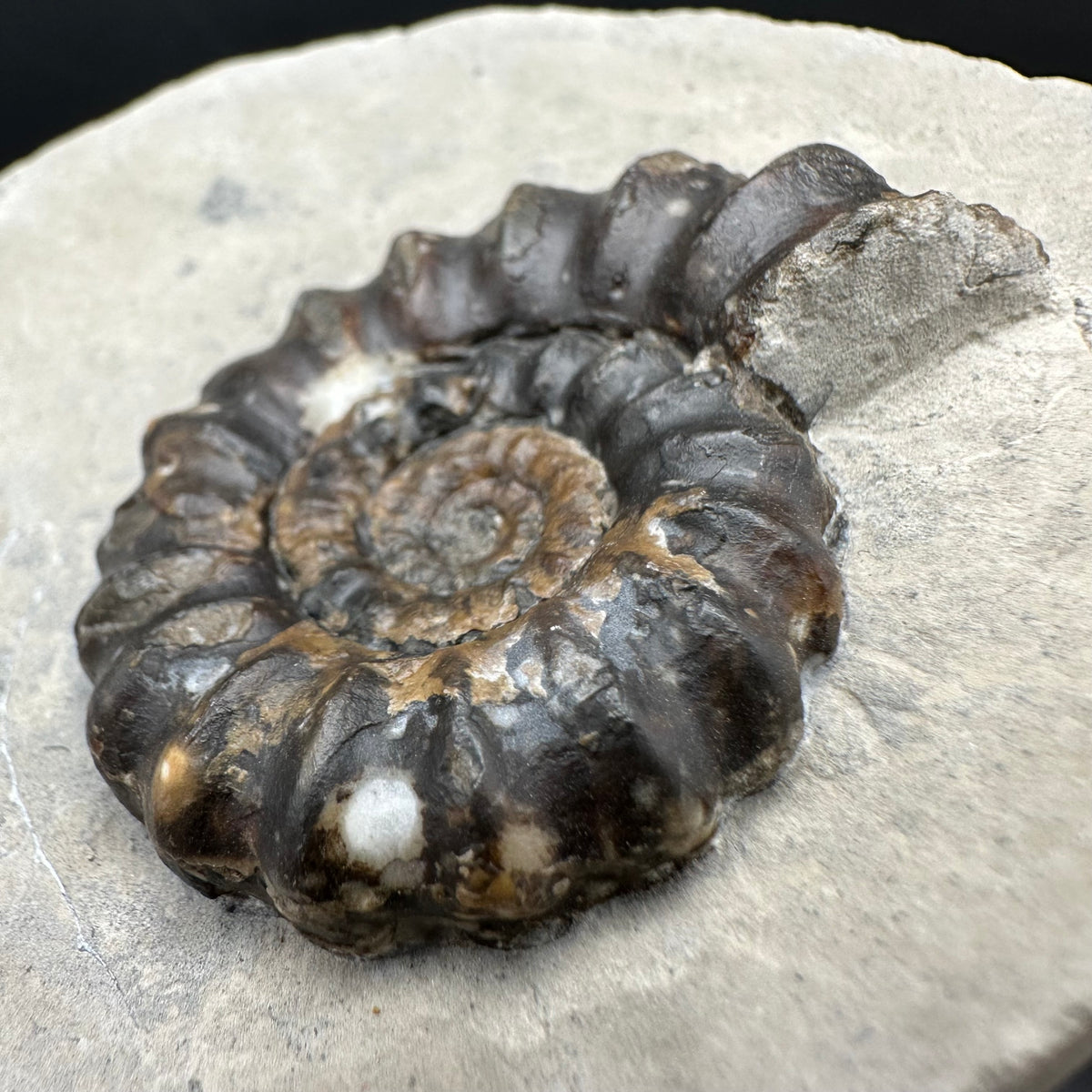 Androgynoceras maculatum ammonite fossil with box and stand - Whitby, North Yorkshire Jurassic Coast Yorkshire Fossils