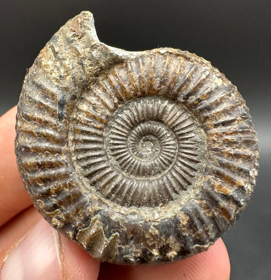 Dactylioceras Ammonite Fossil With Box And Stand - Whitby, North Yorkshire Jurassic Coast Yorkshire Fossils