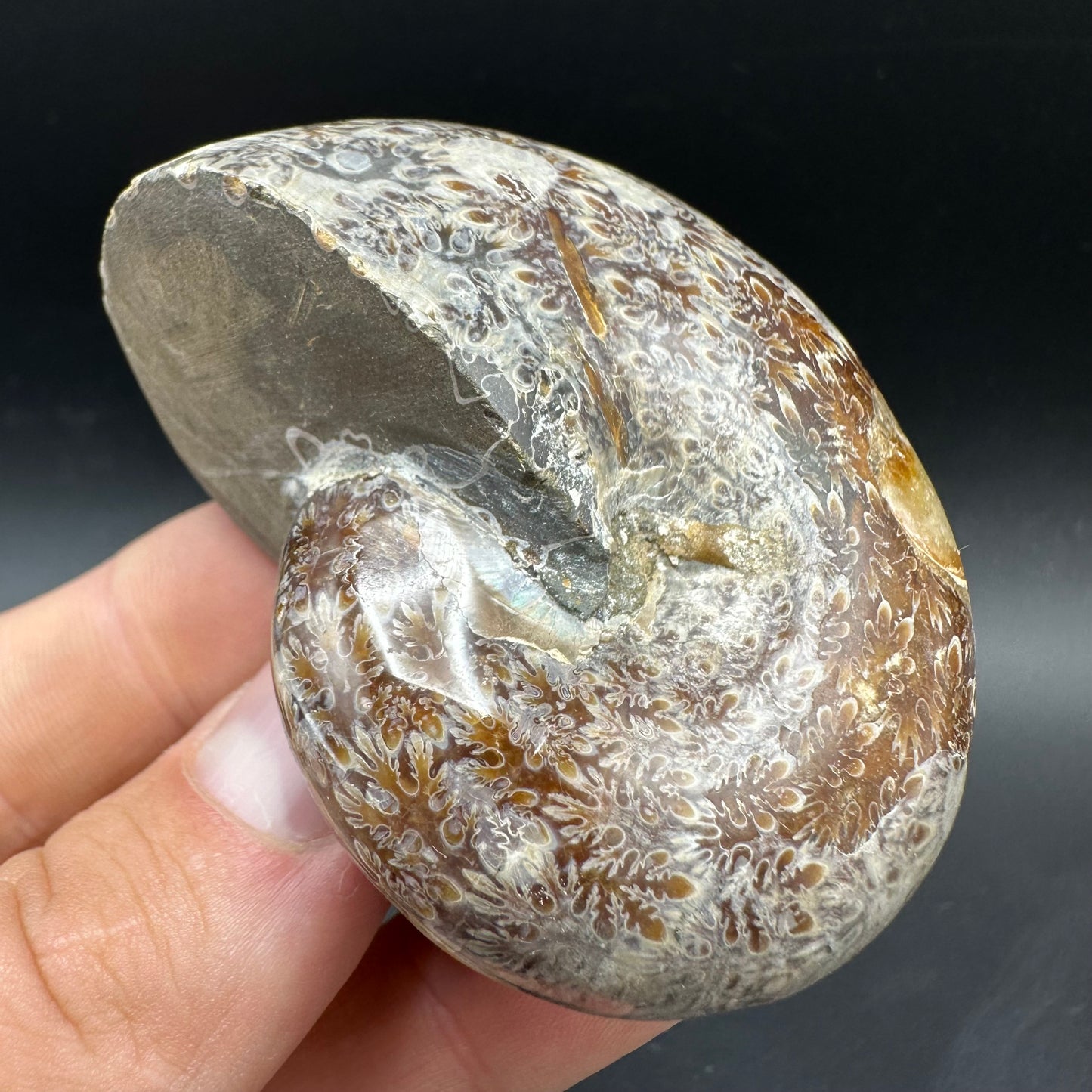 Phylloceras Ammonite Fossil With Box And Stand - Cretaceous Ammonite Madagascar