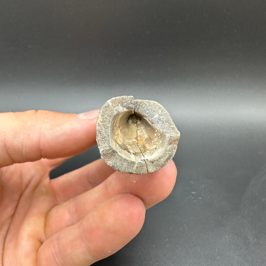 Belemnite (Fossil Squid) shell fossil with box and stand - Whitby, North Yorkshire Jurassic Coast Yorkshire Fossils