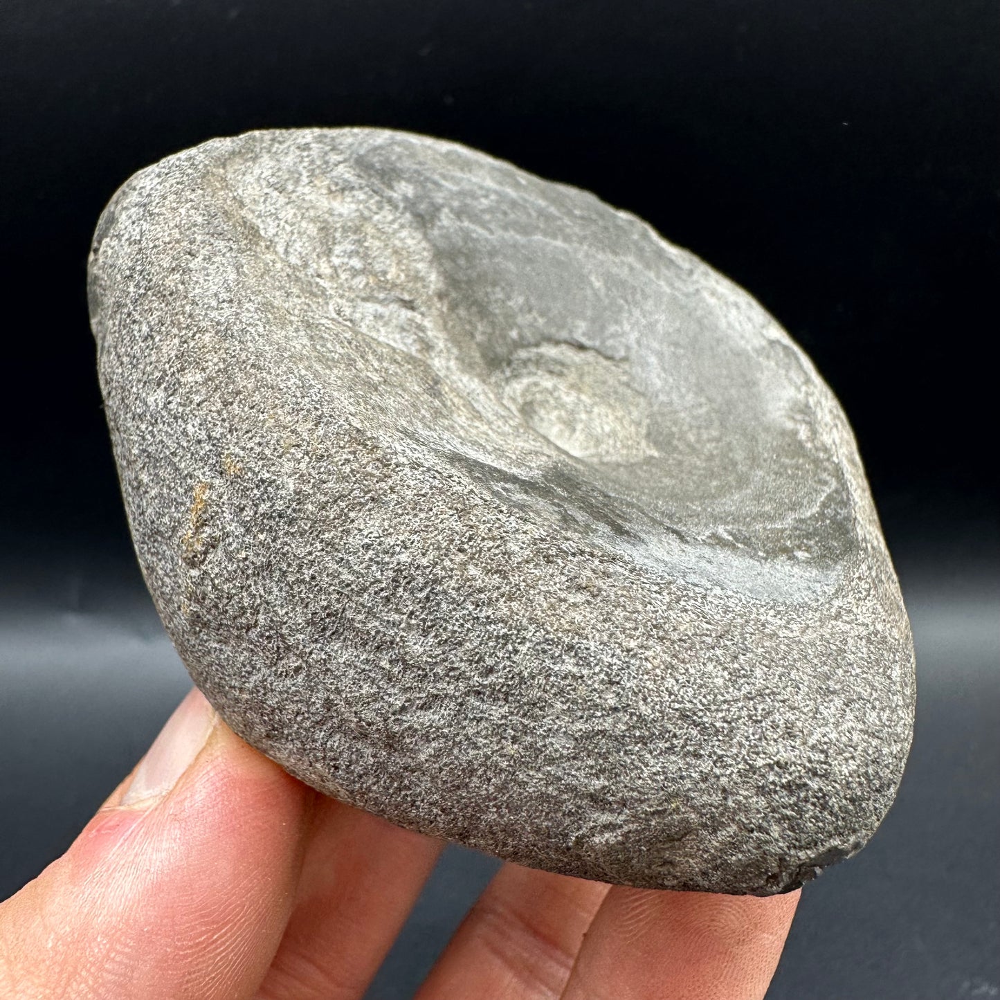 Ichthyosaur Vertebra fossil with box and stand - Whitby, North Yorkshire Jurassic Coast, Yorkshire fossils found on the Jurassic Coast