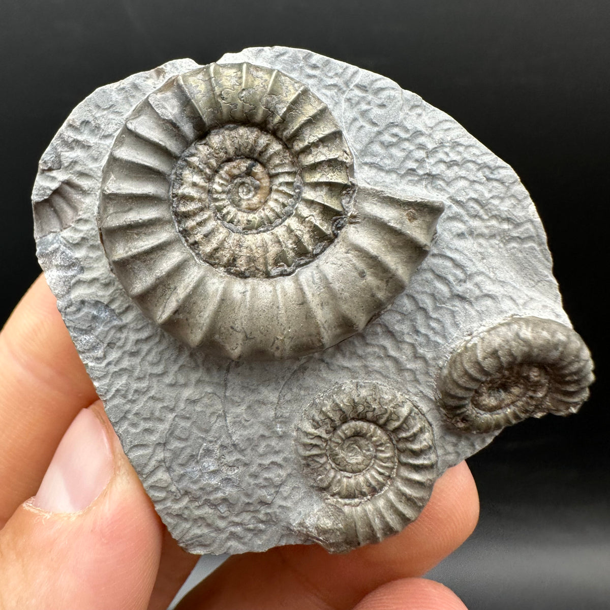 Arnioceras ammonite shell fossil with box and stand - Whitby, North Yorkshire Jurassic Coast Yorkshire Fossils