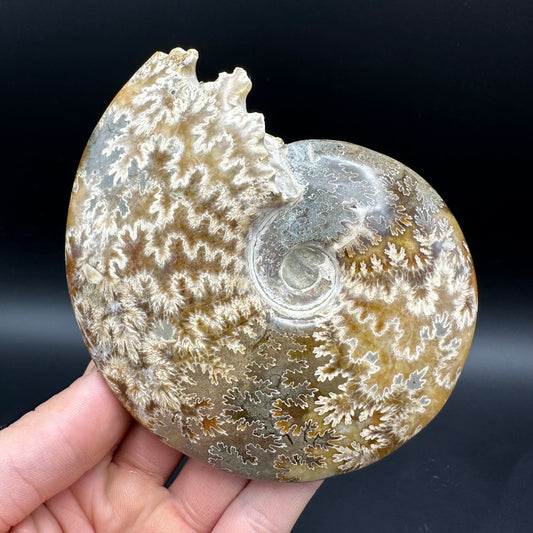 Cleoniceras Ammonite Fossil With Box And Stand - Cretaceous Ammonite Madagascar