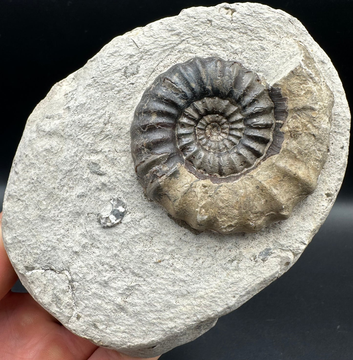 Androgynoceras maculatum Ammonite fossil with gift box and stand - Whitby, North Yorkshire Jurassic Coast Yorkshire Fossils