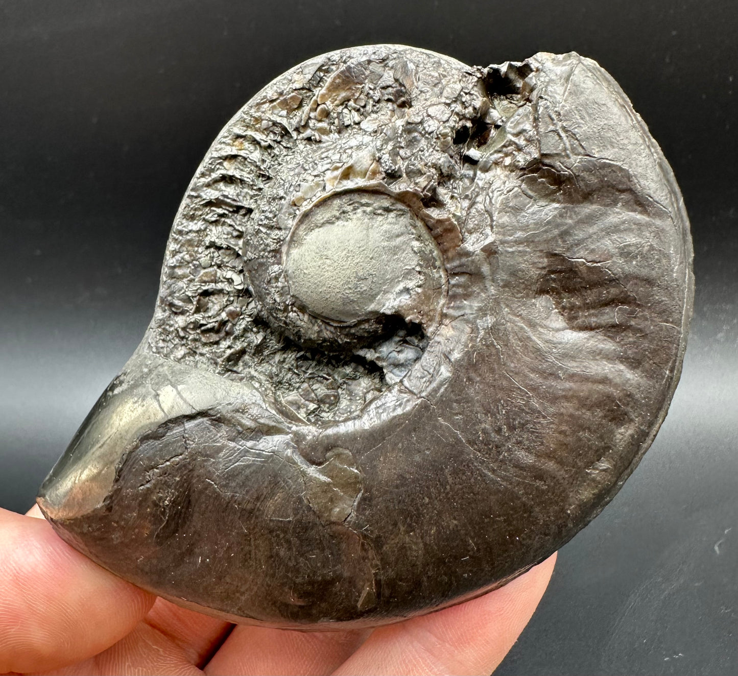 Golden Egg (GENUINE) Ammonite Fossil With Stand - Whitby, North Yorkshire Jurassic Coast Yorkshire Fossils