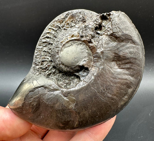 Golden Egg (GENUINE) Ammonite Fossil With Stand - Whitby, North Yorkshire Jurassic Coast Yorkshire Fossils
