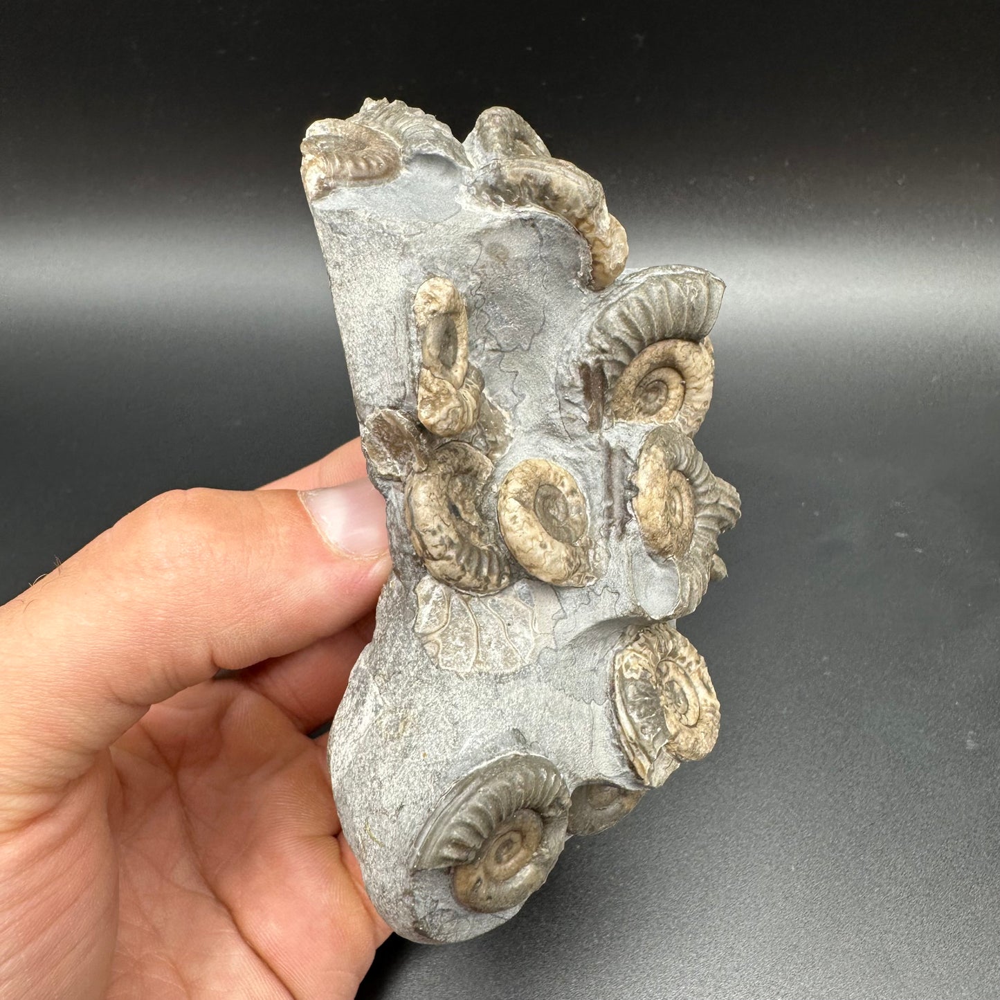 Arnioceras ammonite shell fossil with box and stand - Whitby, North Yorkshire Jurassic Coast Yorkshire Fossils