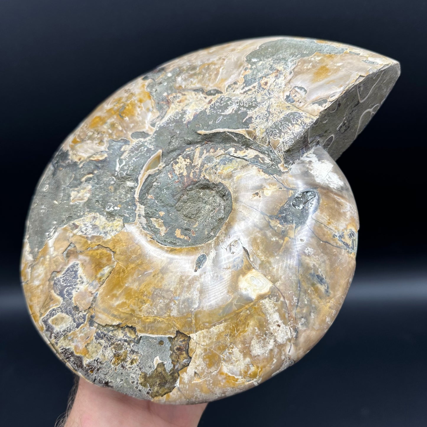 Cleoniceras Ammonite Fossil With Stand - Cretaceous Ammonite Madagascar