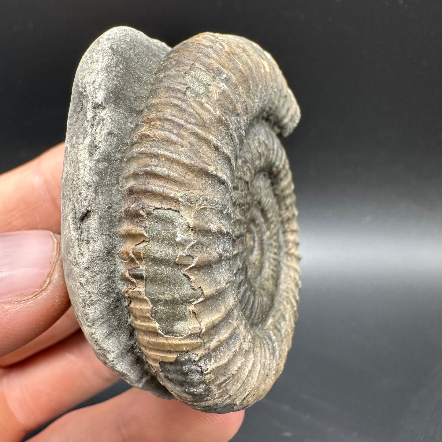 Dactylioceras Ammonite Fossil With box and Stand - Whitby, North Yorkshire Jurassic Coast Yorkshire Fossils