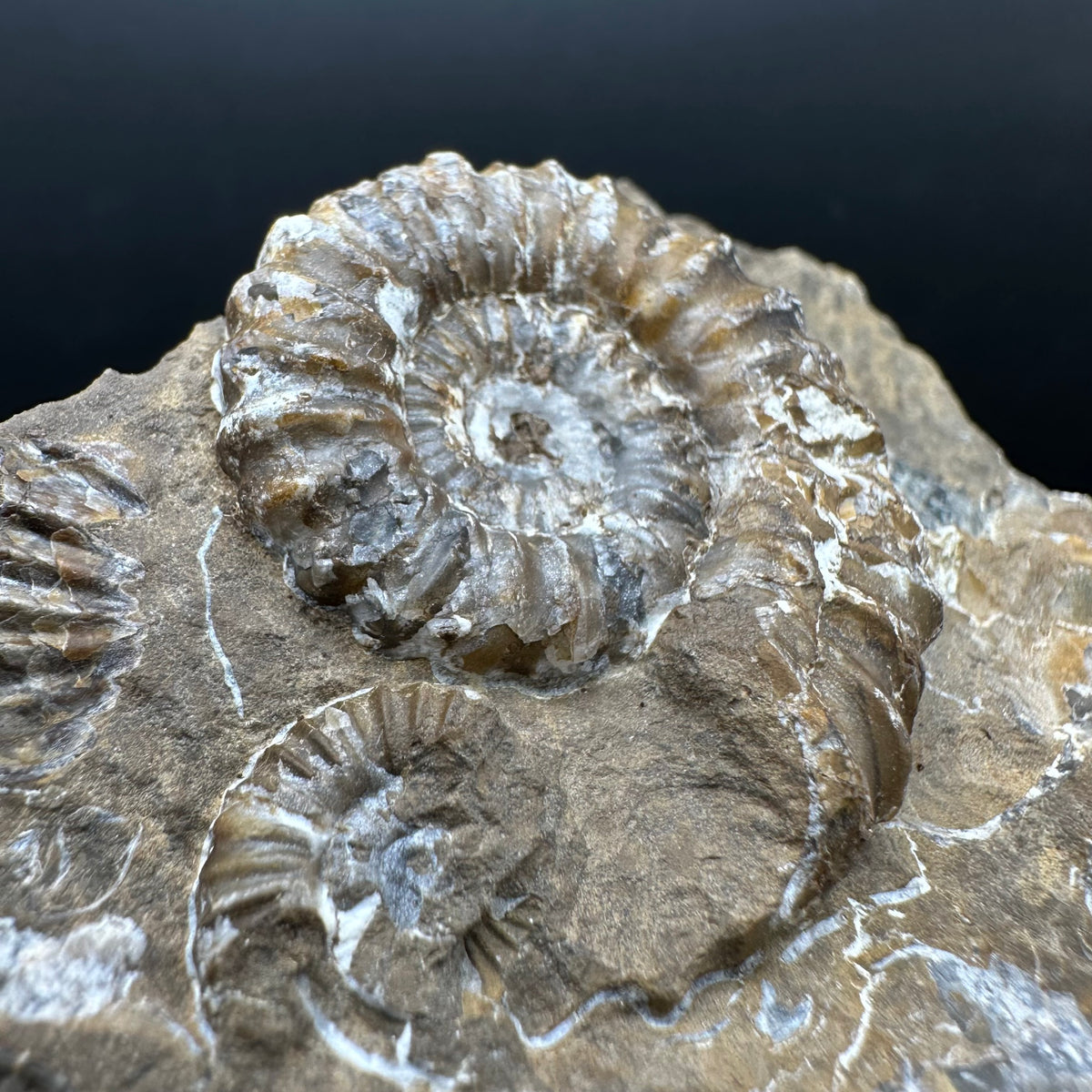 Androgynoceras capricornus Ammonite Fossil With Stand - Whitby, North Yorkshire Jurassic Coast Yorkshire Fossils