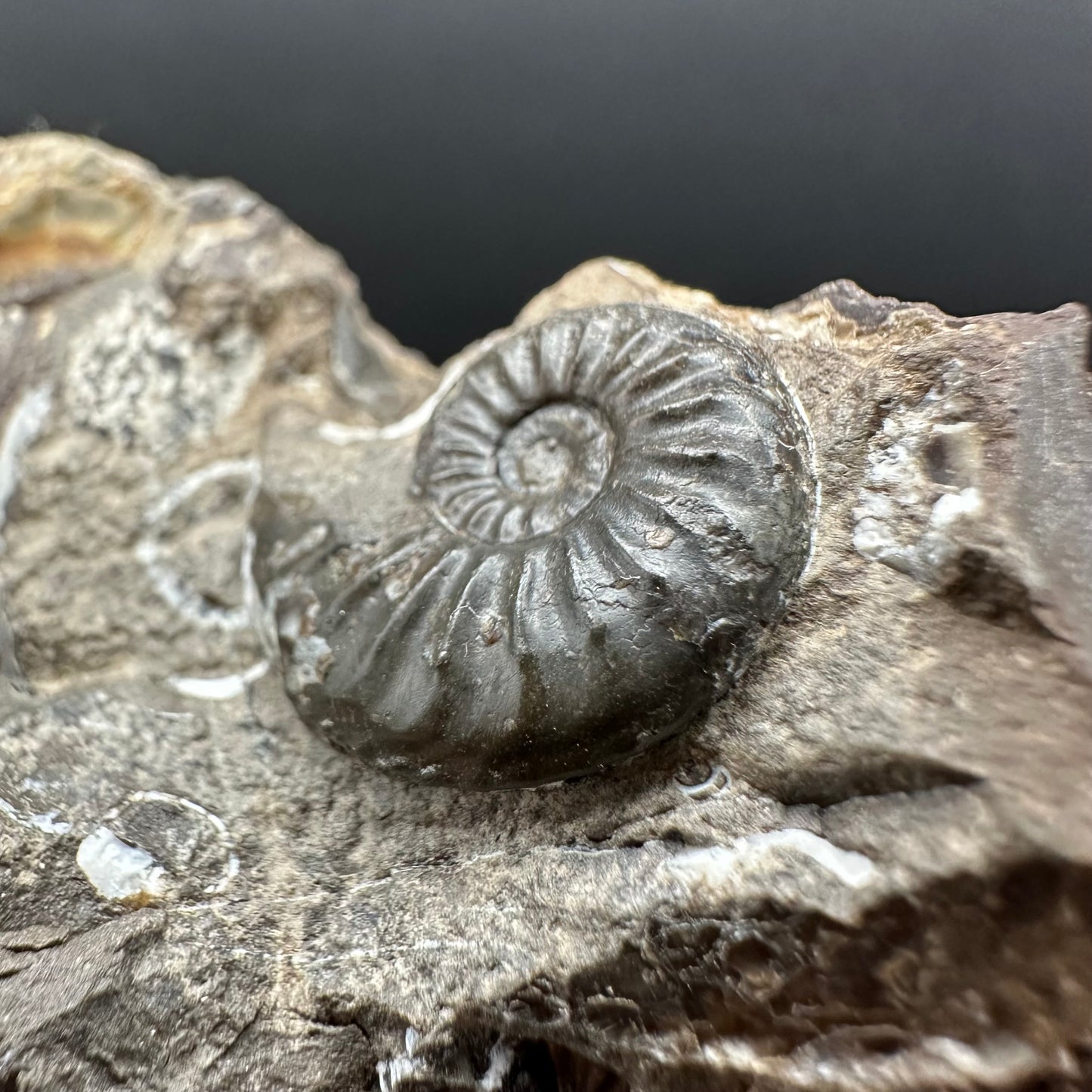 Amaltheus subnodosus Ammonite fossil with stand - Whitby, North Yorkshire Jurassic Coast Yorkshire Fossils