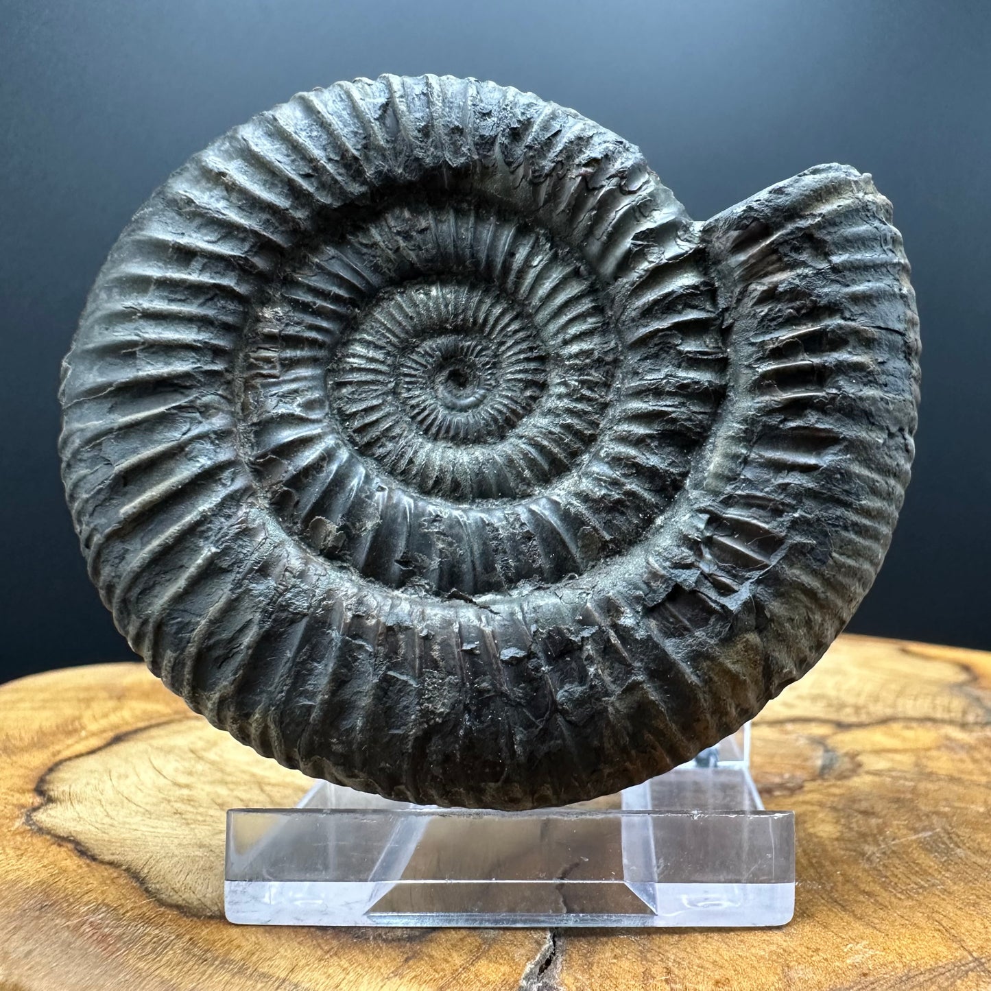 Dactylioceras Ammonite Fossil With box and Stand - Whitby, North Yorkshire Jurassic Coast Yorkshire Fossils