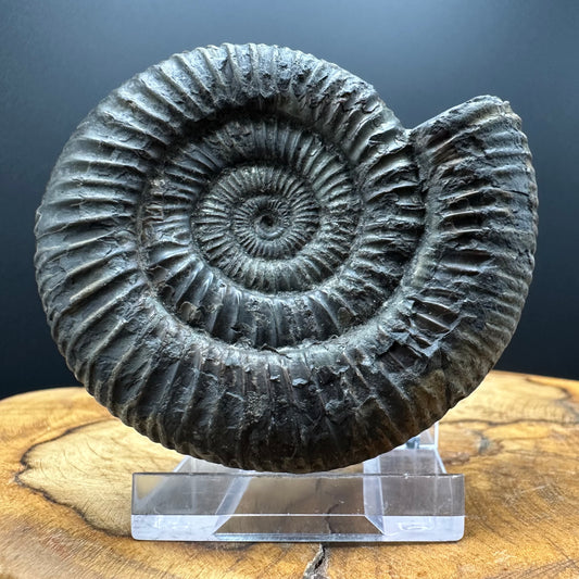 Dactylioceras Ammonite Fossil With box and Stand - Whitby, North Yorkshire Jurassic Coast Yorkshire Fossils
