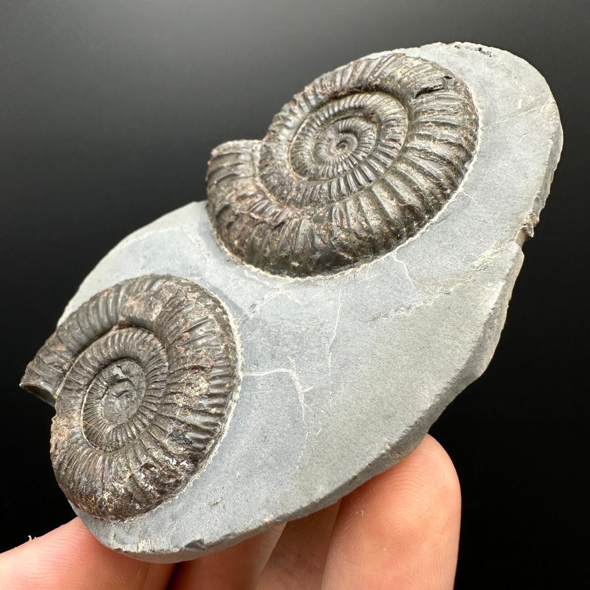 Dactylioceras Ammonite Fossil With Stand - Whitby, North Yorkshire Jurassic Coast Yorkshire Fossils