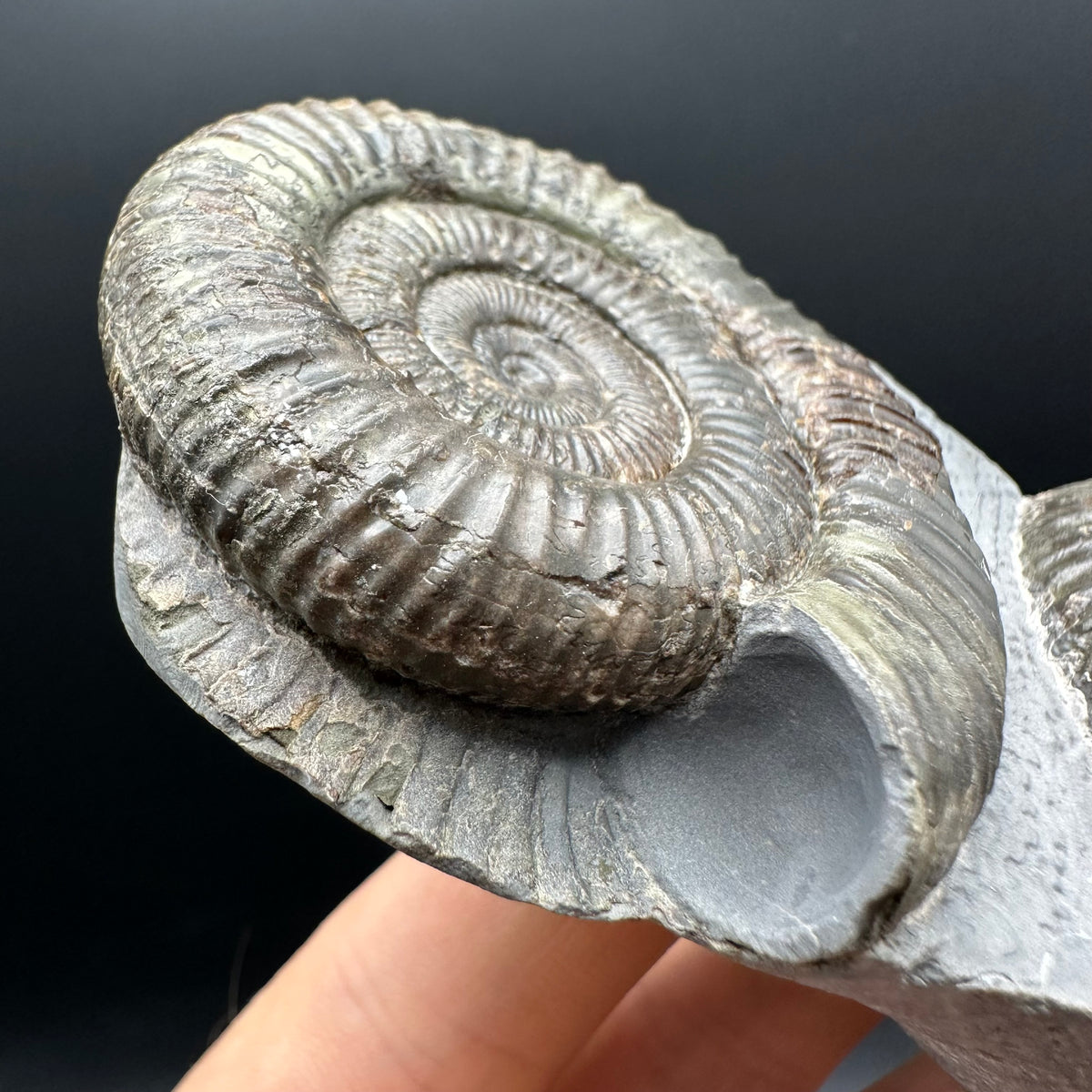 Dactylioceras Ammonite Fossil With Stand - Whitby, North Yorkshire Jurassic Coast Yorkshire Fossils