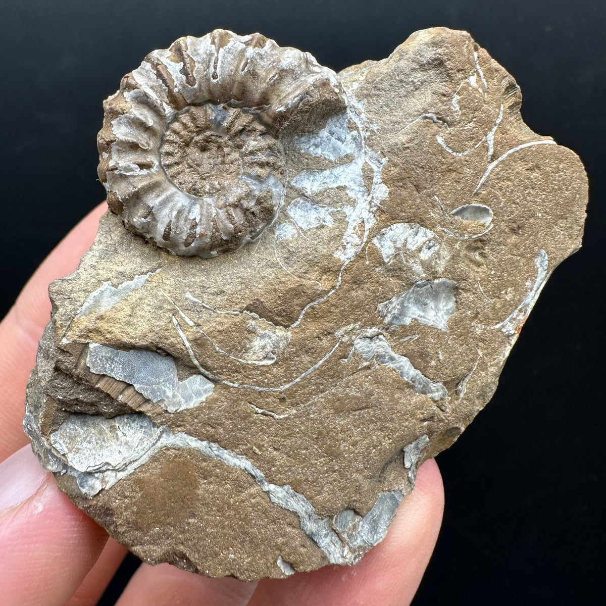 Androgynoceras capricornus Ammonite Fossil With Stand - Whitby, North Yorkshire Jurassic Coast Yorkshire Fossils