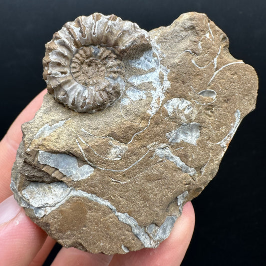 Androgynoceras capricornus Ammonite Fossil With Stand - Whitby, North Yorkshire Jurassic Coast Yorkshire Fossils