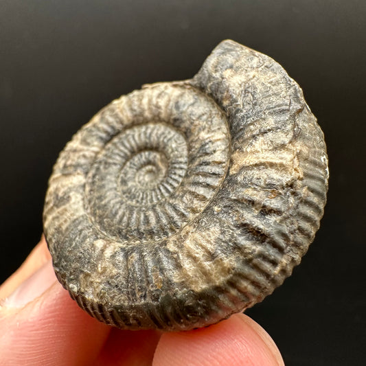 Dactylioceras Ammonite Fossil Gift Set - Whitby, North Yorkshire Jurassic Coast Yorkshire Fossils