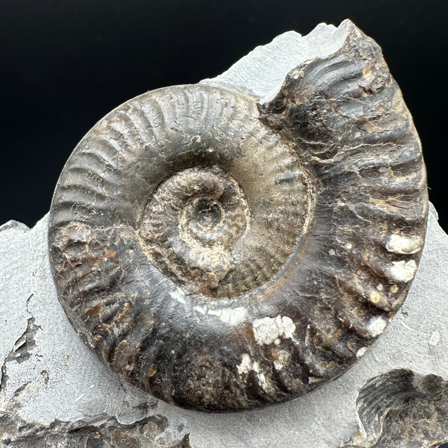 Grammoceras thoaurense Ammonite shell fossil with box and stand - Whitby, North Yorkshire, Yorkshire Fossils from the Jurassic Coast