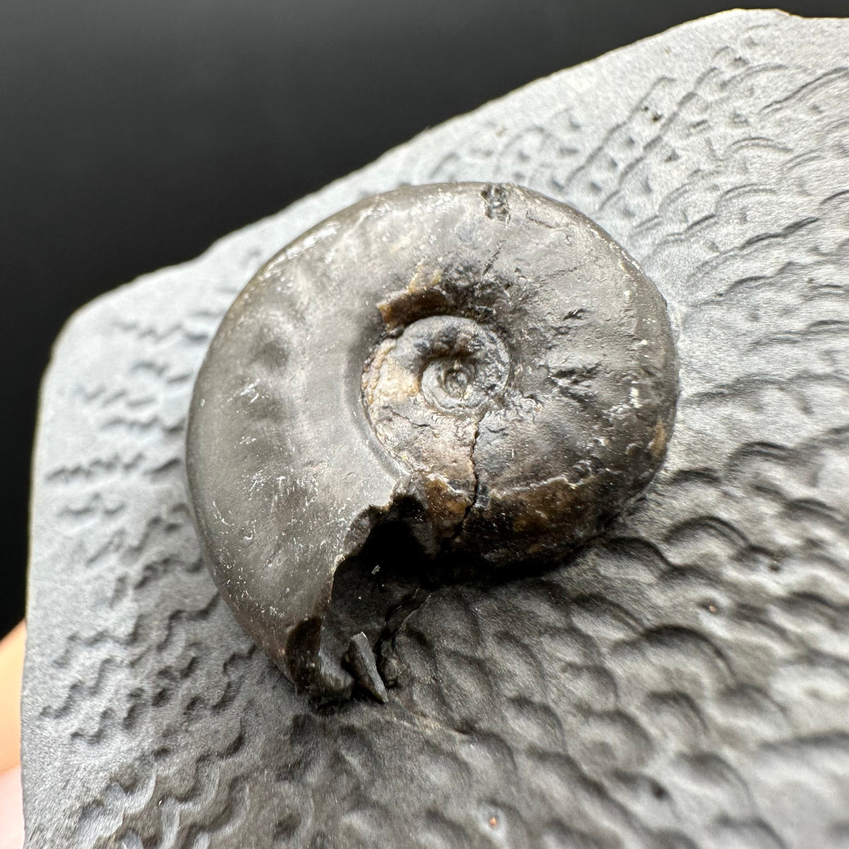 Eleganticeras Elegantulum ammonite fossil with box and stand - Whitby, North Yorkshire Jurassic Coast, Yorkshire Fossils