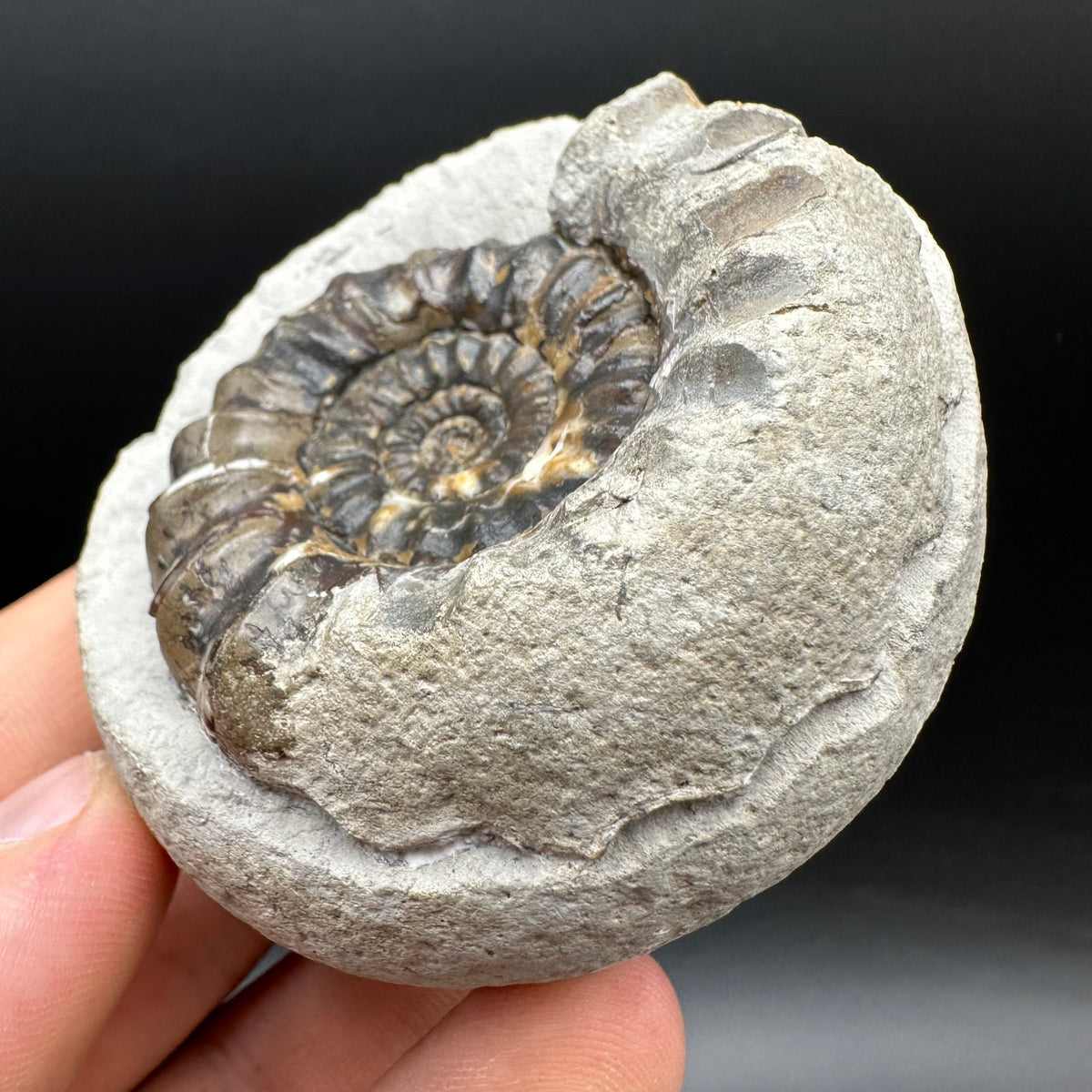 Androgynoceras maculatum ammonite fossil with box and stand - Whitby, North Yorkshire Jurassic Coast Yorkshire Fossils