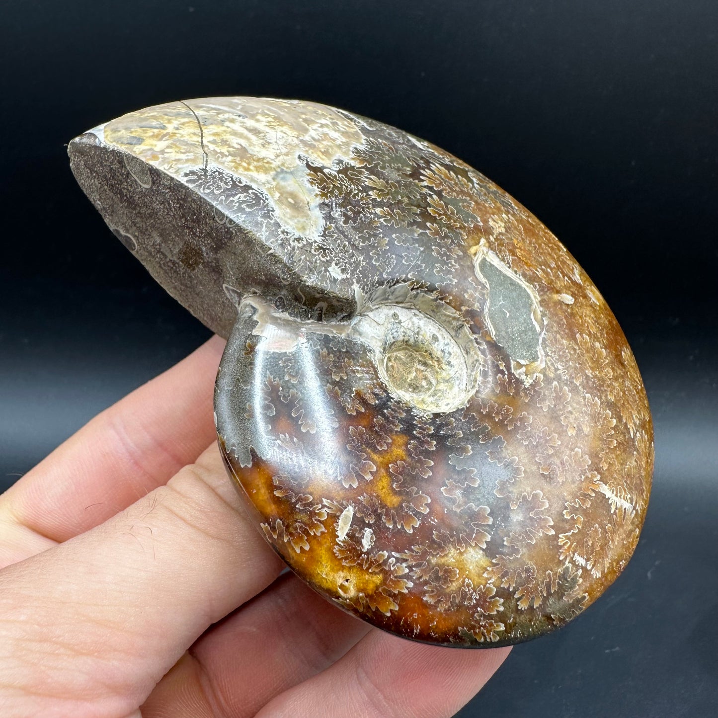 Cleoniceras Ammonite Fossil With Box And Stand - Cretaceous Ammonite Madagascar