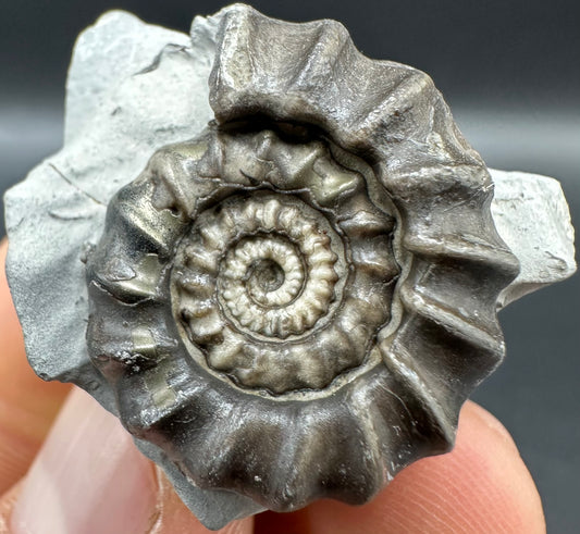 Gagaticeras Ammonite fossil with box and stand - Whitby, North Yorkshire Jurassic Coast Yorkshire Fossils