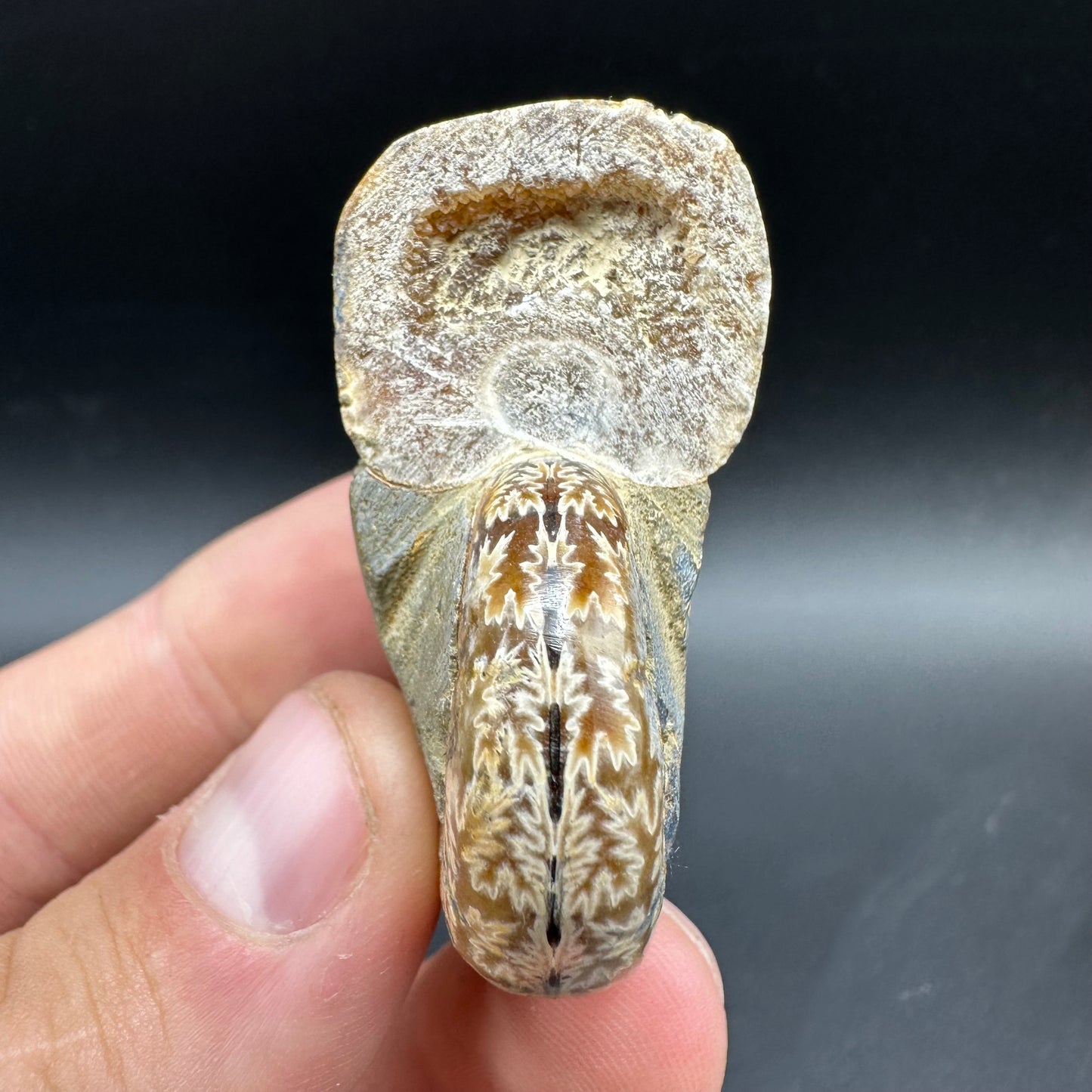 Lytoceras Ammonite Fossil With Box And Stand - Cretaceous Ammonite Madagascar