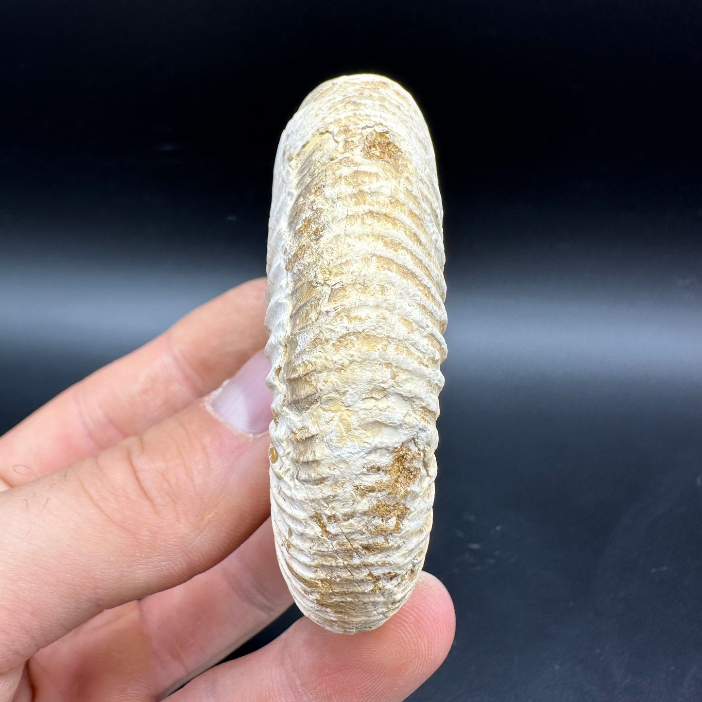 Dichotomosphinctes Ammonite Fossil With Box And Stand - Middle Jurassic Ammonite Madagascar