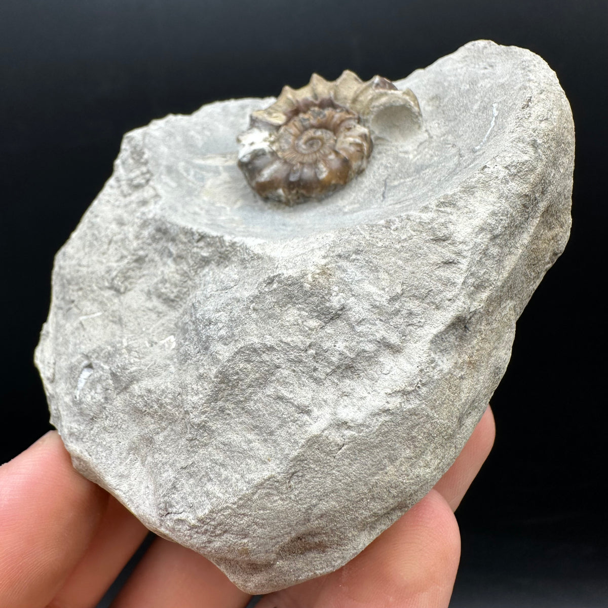 Oistoceras figulinum ammonite fossil with box and stand - Whitby, North Yorkshire Jurassic Coast Yorkshire Fossils