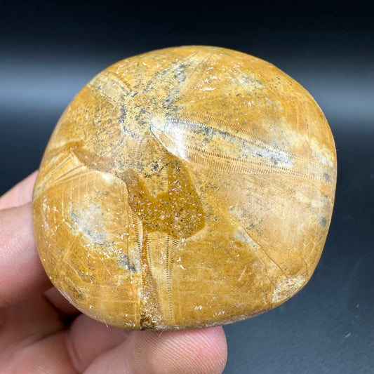 Holectypus Sea Urchin Fossil With Box And Stand - Middle Jurassic Madagascar