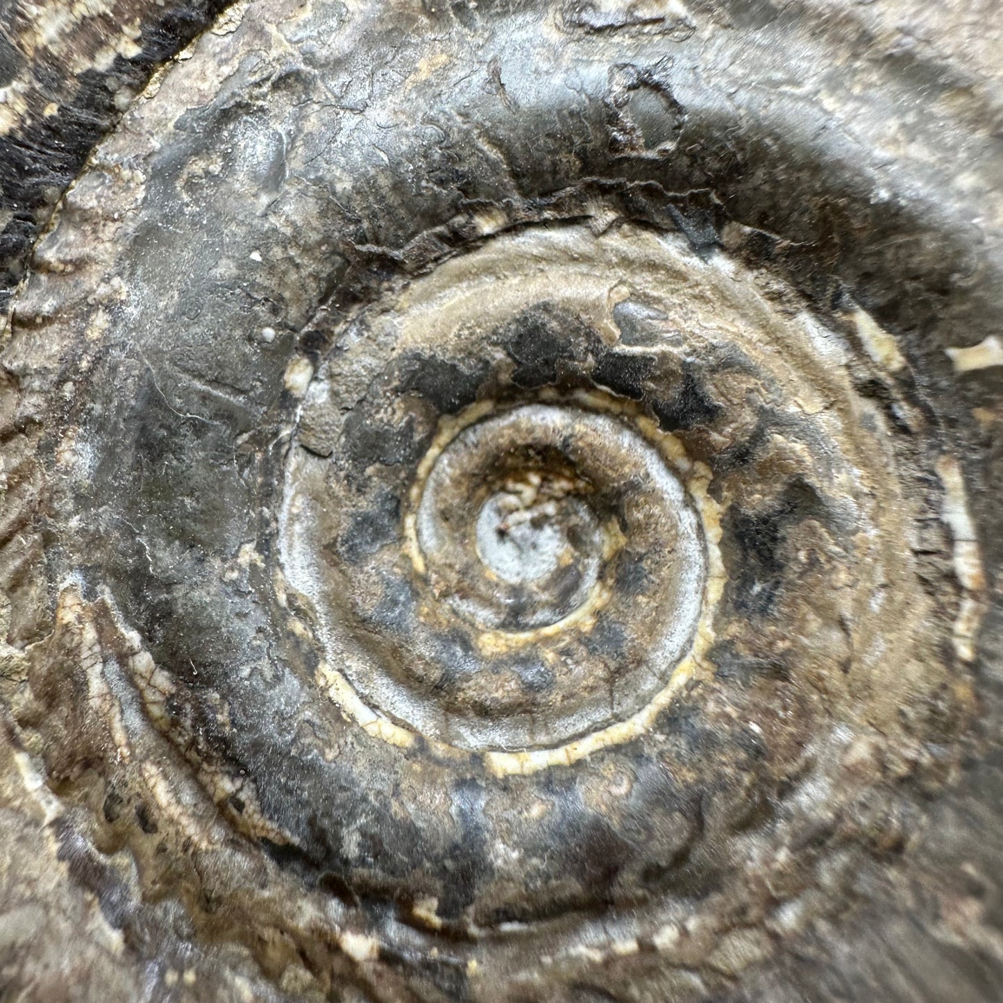 Hildoceras Bifrons Ammonite fossil with box and stand - Whitby, North Yorkshire Jurassic Coast, Yorkshire Fossils from the Jurassic Coast