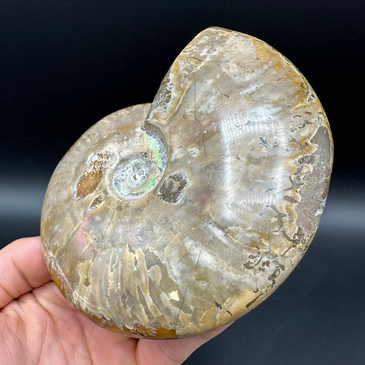Cleoniceras Ammonite Fossil With Stand - Cretaceous Ammonite Madagascar
