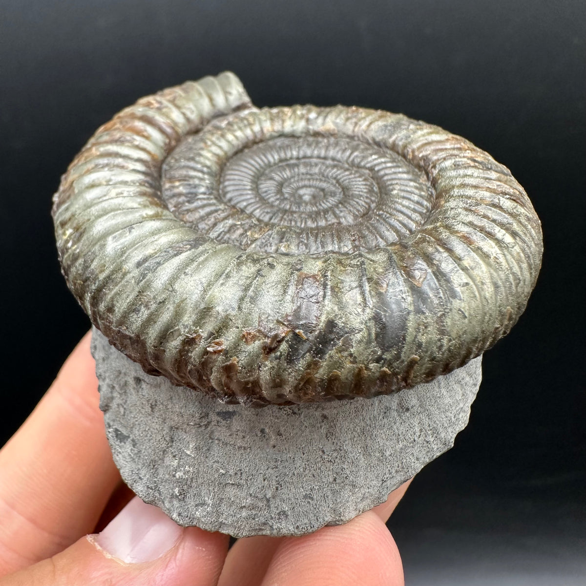 Dactylioceras Ammonite Fossil With box and Stand - Whitby, North Yorkshire Jurassic Coast Yorkshire Fossils