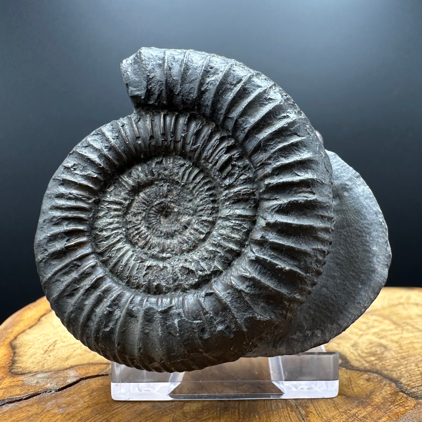 Dactylioceras Ammonite Fossil With box and Stand - Whitby, North Yorkshire Jurassic Coast Yorkshire Fossils