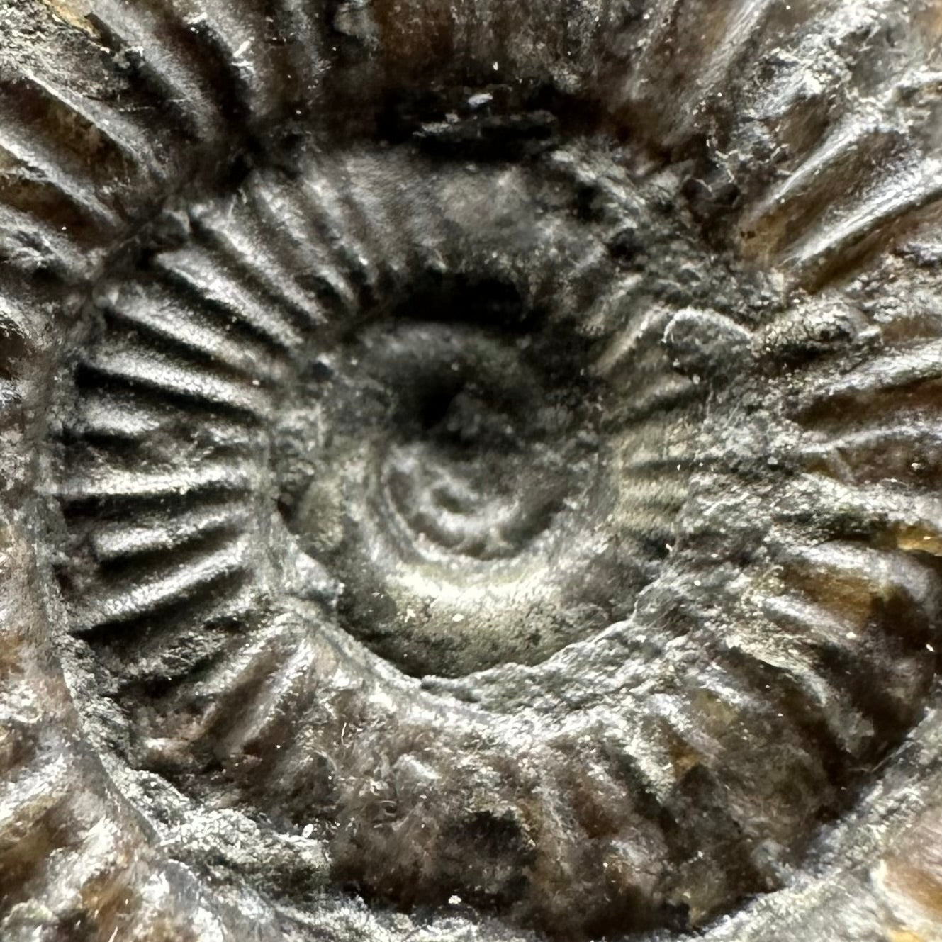 Dactylioceras Ammonite Fossil Gift Set - Whitby, North Yorkshire Jurassic Coast Yorkshire Fossils