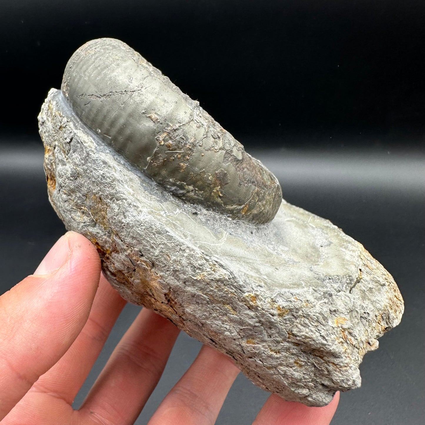 Catacoeloceras Sp. ammonite fossil - Whitby, North Yorkshire Jurassic Coast Yorkshire Fossils