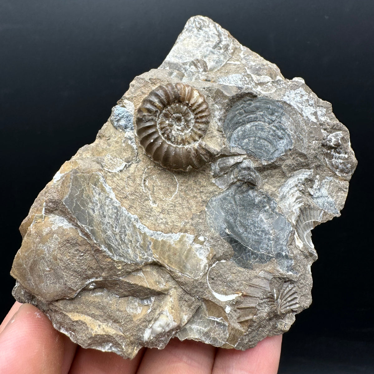 Androgynoceras capricornus Ammonite Fossil With Stand - Whitby, North Yorkshire Jurassic Coast Yorkshire Fossils
