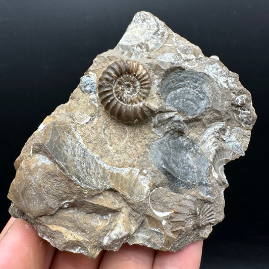 Androgynoceras capricornus Ammonite Fossil With Stand - Whitby, North Yorkshire Jurassic Coast Yorkshire Fossils